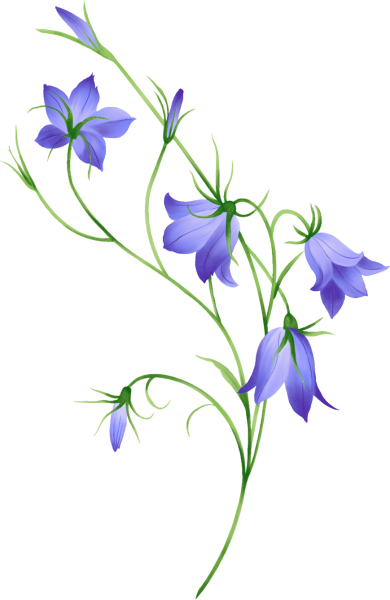 Колокольчик полевой