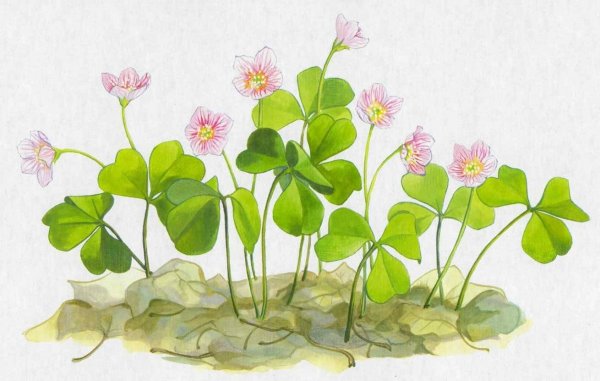 Кислица обыкновенная