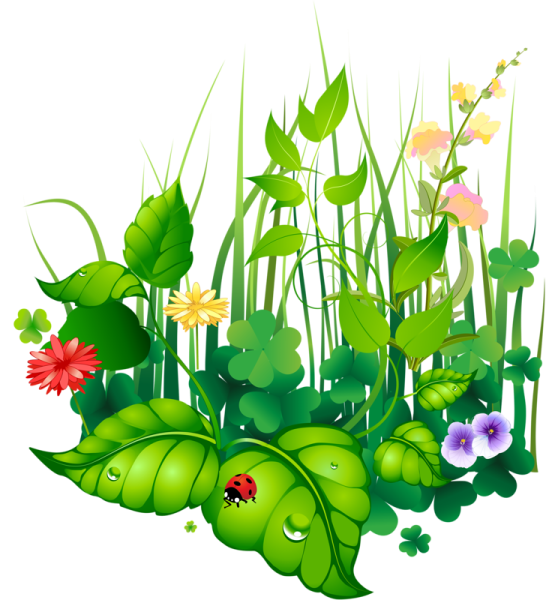 Растения иллюстрации