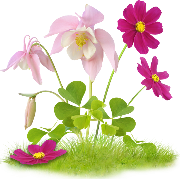 Цветы клипарт