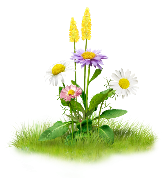 Полевые цветы на белом фоне