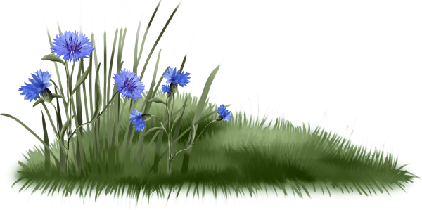 Васильки на белом фоне