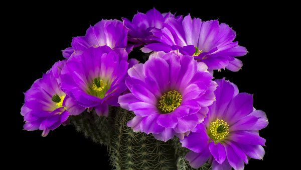 Красивые фиолетовые обои