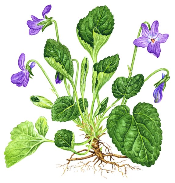 Фиалка душистая корень