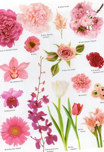 Флористические названия цветов