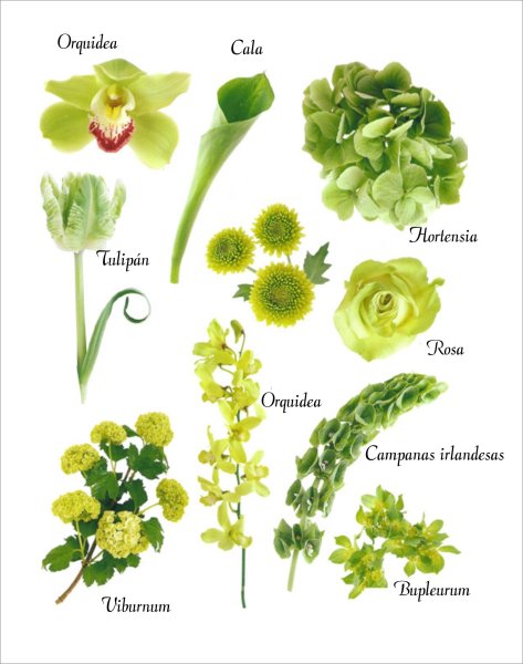 Цветы срезка названия