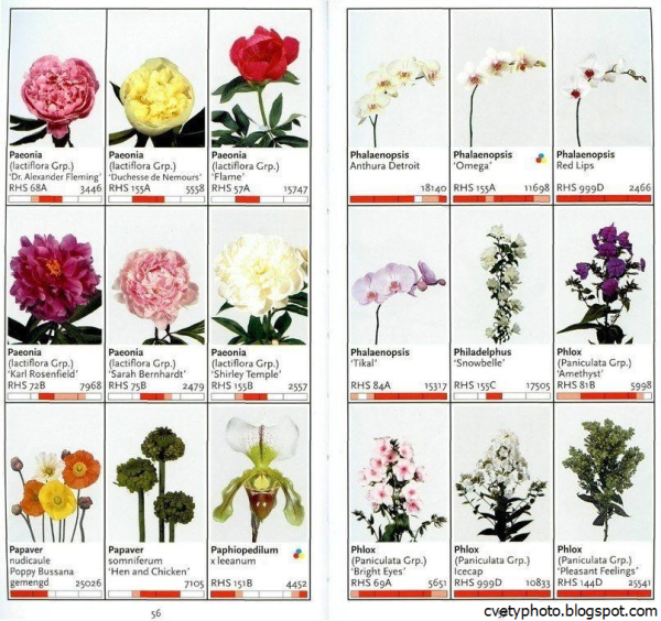 Цветы в срезке названия