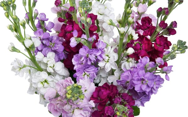 Цветы срезка названия