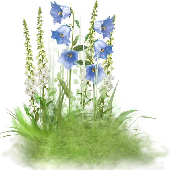 Полевые цветы на белом фоне