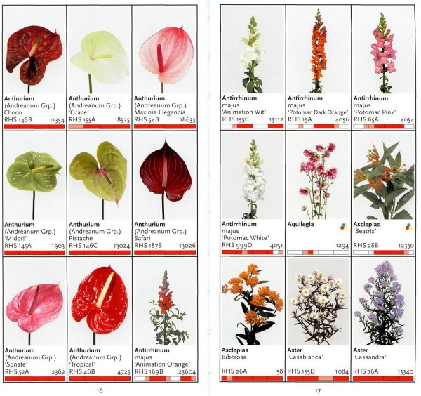 Цветы названия