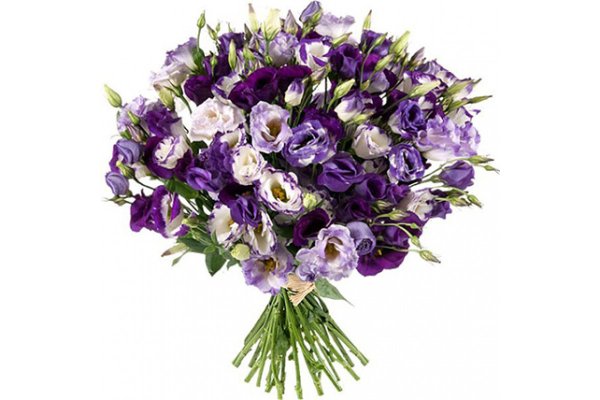 Эустома Мариачи