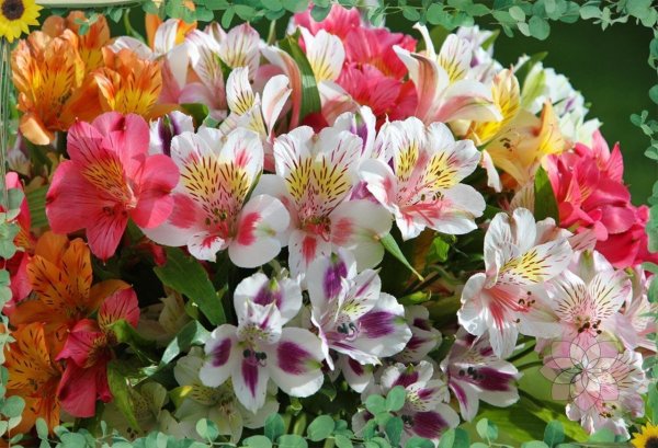 Альстромерия Кинг Кардинал