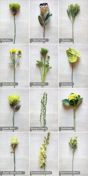 Цветок эльстермия