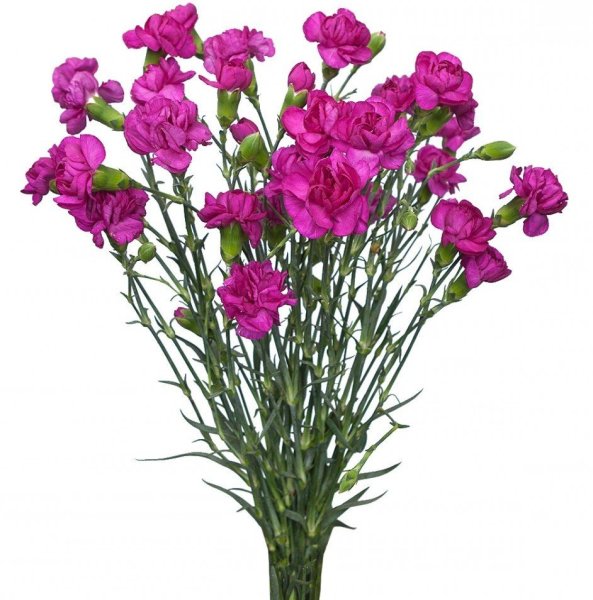 Виды зелени для букетов