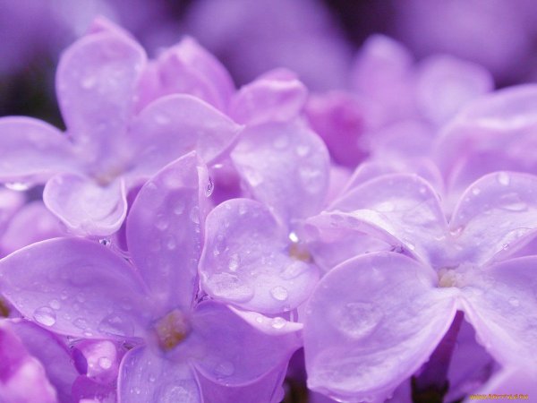 Ярко фиолетовый цветок