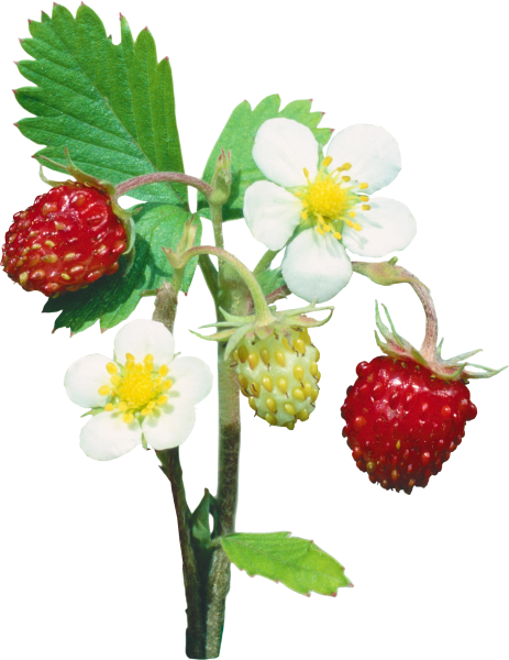 Земляника на прозрачном фоне