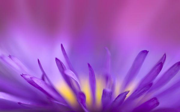 Красивый фон с узорами