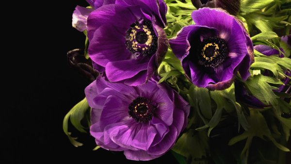 Анемон Галил Блэк