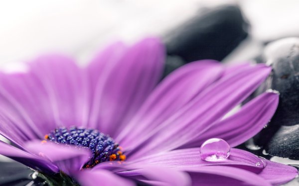 Фаленопсис Purple Dust