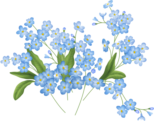 Незабудка сбоку