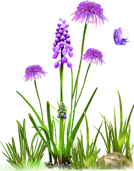 Цветы растут на прозрачном фоне