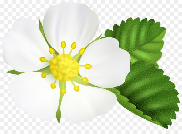 Цветок клубники на прозрачном фоне