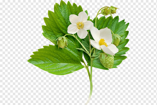 Лист клубники на прозрачном фоне