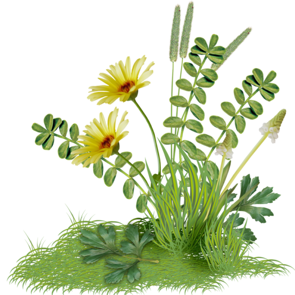 Лесные цветы на прозрачном фоне