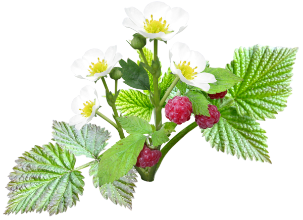 Куст малины на белом фоне