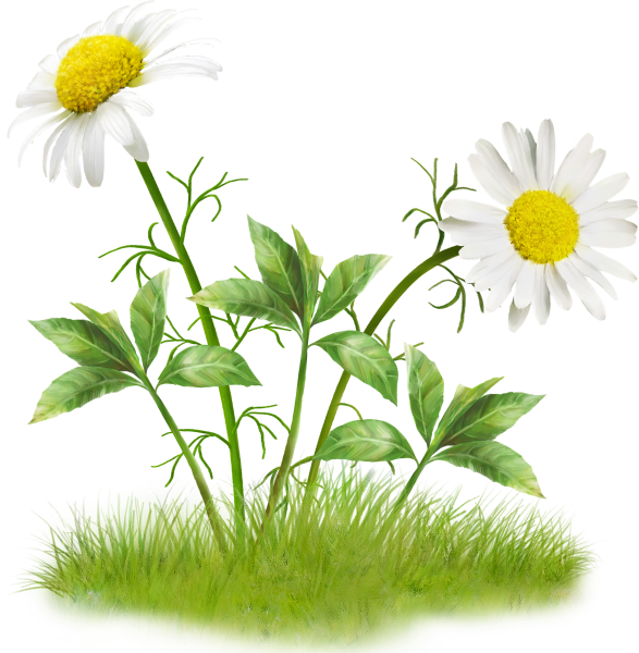 Цветы растут на прозрачном фоне