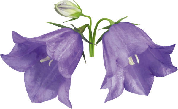 Колокольчик трехзубчатый