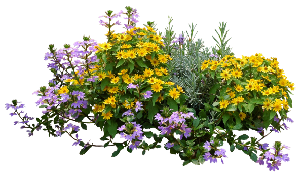 Вербена цветок