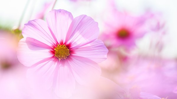 Нежный цветок