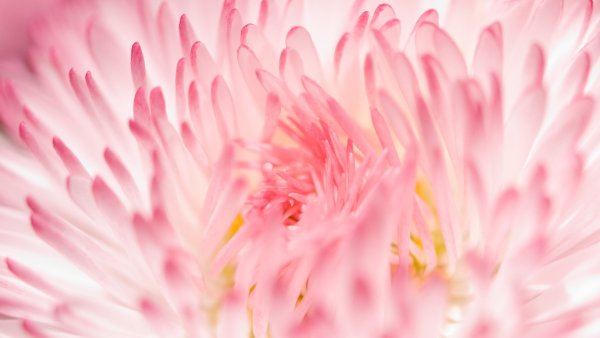 Фон цветочки