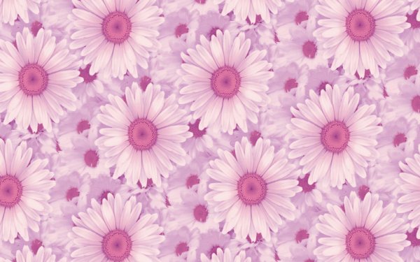 Цветы на белом фоне