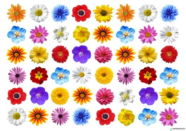 Цветочки для занятия