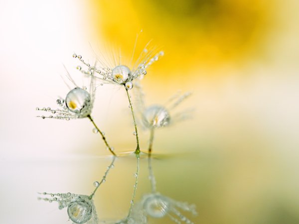 Открытки с добрым утром с одуванчиками