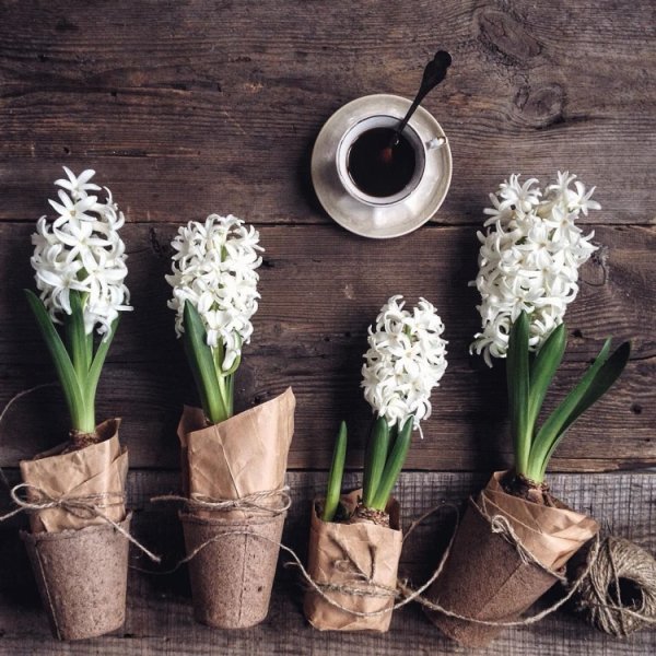 Гиацинты в интерьере