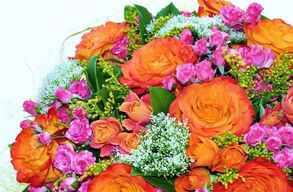 Роза Хризантема гипсофила