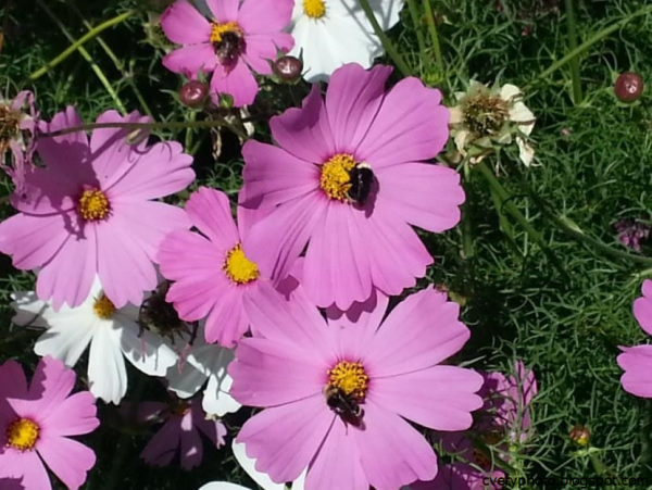 Раноцветущие однолетники