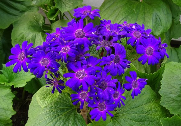 Раноцветущие однолетники