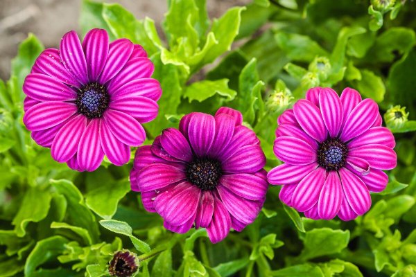 Сибирские однолетники