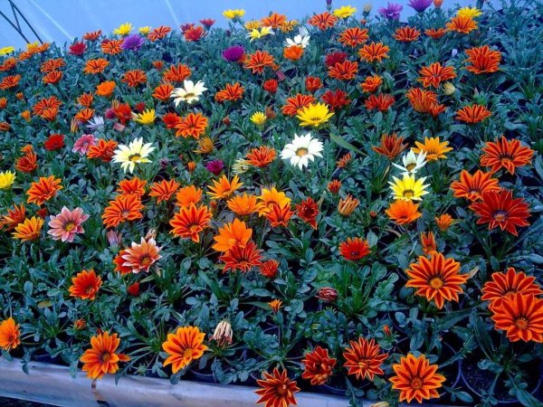 Циния Вербена гацания остеоспермум