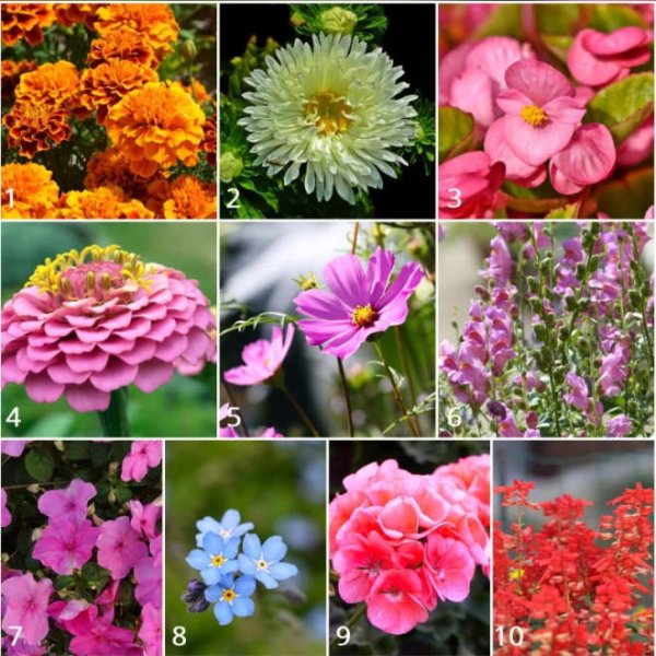 Однолетники двулетники многолетники Мак