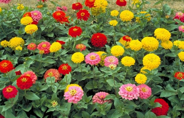 Циния однолетняя