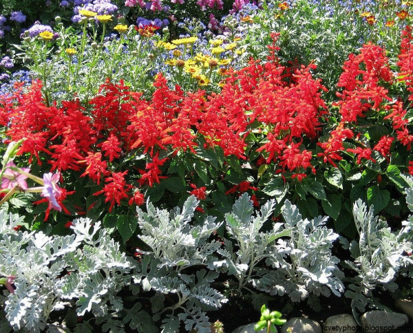 Сальвия и цинерария