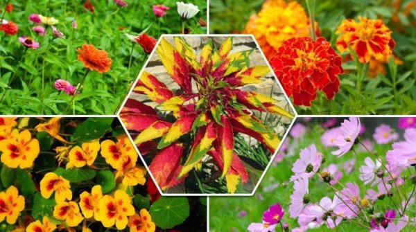 Однолетники двулетники многолетники для открытого грунта