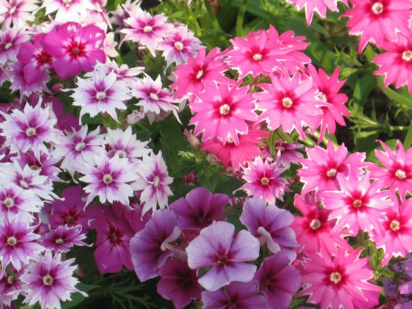 Флоксы друммонда однолетние