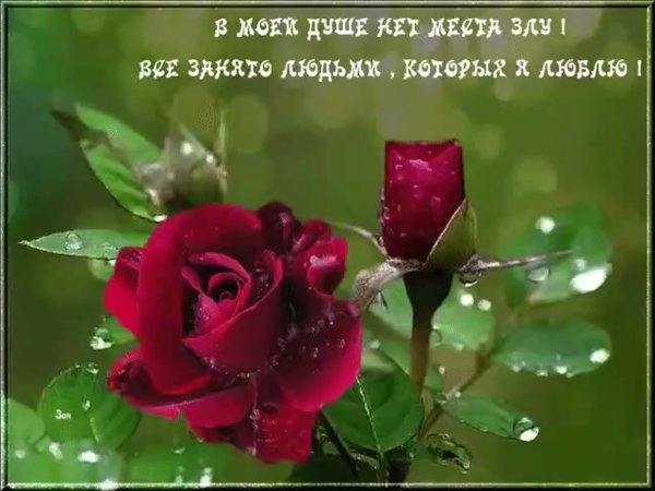 Цветы для красотки