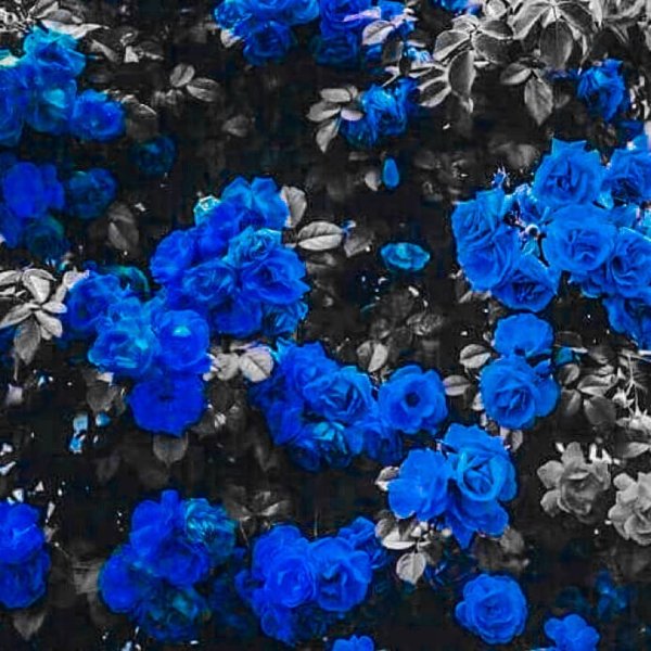 Alice Blue Эстетика